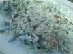 Snowy Cheese Mould