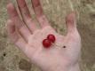 How To Make Sour Cherry Preserves