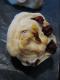 How To Make Cherry Roll