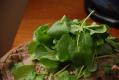 Mormon Style Chicken Liver Pate 