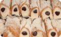 Chocolate Cannoli Treats