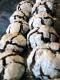 Chocolate Crinkle Cookies