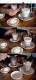 How To Make Chocolate Intrigue