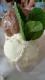 How To Make Chocolate Mint Pudding