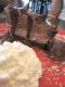 How To Make Chocolate Porcupines
