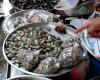 How To Make Stir Fried Clams N Shells