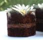 Cocoa Cake
