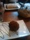 Cocoa Tea Balls