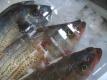How To Make Cold Boiled Lobster