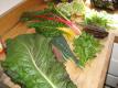 Fresh Turnip Mustard Or Collard Greens