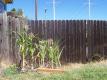 How To Make Corn Patch