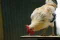 Country Farm Chicken