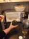 Courgette Soup