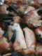 How To Make Spicy Crab Claws