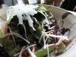 Cream-Crab Meat Salad