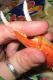 How To Make Crab Ring