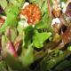 How To Make Cranberry Holiday Salad