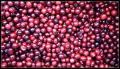 Cranberry Oat Squares