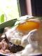 Cream Giblet Gravy