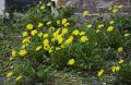 How To Make Dandelion Greens