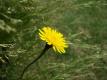 How To Make Dandelion Spread