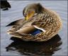 How To Make Mallard Duck With Bing Cherries