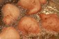 Dutch Oliebollen
