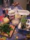 How To Make Egg Caper Sauce