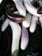 How To Make Broiled Eggplant Oriental