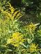How To Make Simple Eggs Goldenrod