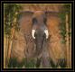 How To Make Elephant Bars