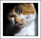 How To Make Fat Cat Truffles