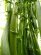 How To Make Fiddlehead Greens With Garlic And Chives