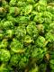 Fiddleheads With Wild Garlic