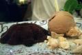 French Chocolate Ice Cream