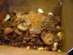 How To Make French-fried Mushrooms