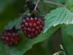 Fresh Berry Pie