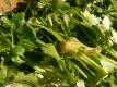 How To Make Scallops With Fresh Coriander