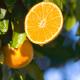 How To Make Fresh Orange Tart