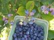 How To Make Frozen Raspberry Squares