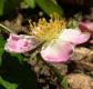Fruit Flower