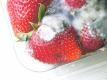 Fall Fruit Mold With Ginger Dressing