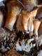 How To Make Polio Con Funghi