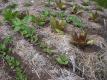 How To Make Garden Greens Salad