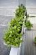 How To Make Garden Row Salad