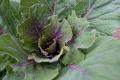 How To Make Garden Vegetable Fettuccine Salad
