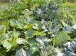 How To Make Garden Vegetable Soup
