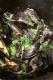 How To Make Garlic Mussels