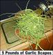 How To Make Garlic Pesto