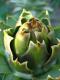 How To Make Globe Artichokes